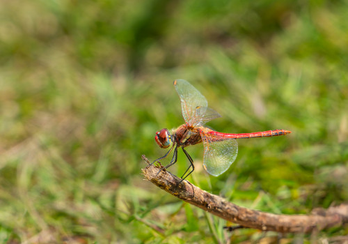sympetrum fonscolombii  le sympetrum a nervures rouges  male