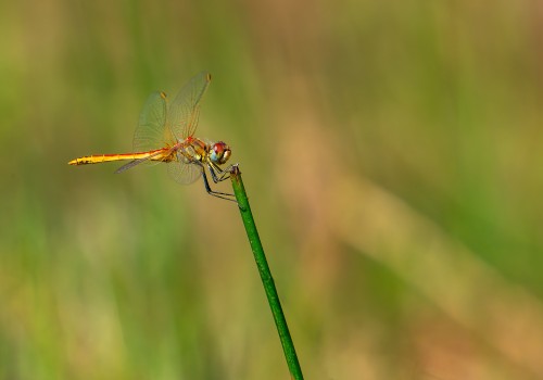 sympetrum fonscolombii  le sympetrum a nervures rouges  male
