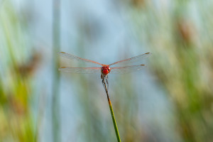 sympetrum fonscolombii le sympetrum a nervures rouges male sympetrum fonscolombii le sympetrum a nervures rouges male