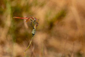 sympetrum fonscolombii le sympetrum a nervures rouges male sympetrum fonscolombii le sympetrum a nervures rouges male