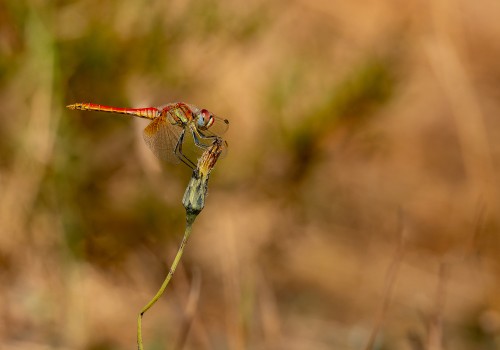 sympetrum fonscolombii  le sympetrum a nervures rouges  male