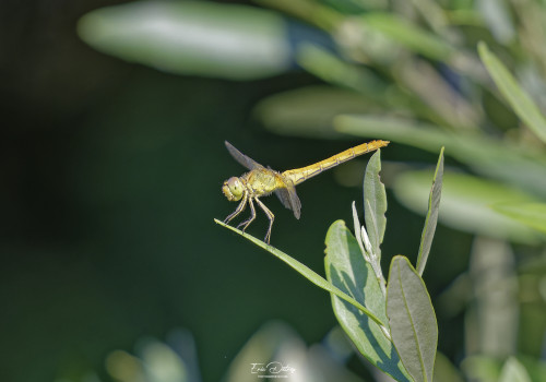 sympetrum meridionale sympetrum meridional femelle 13 dxo sympetrum meridionale sympetrum meridional femelle 13 dxo