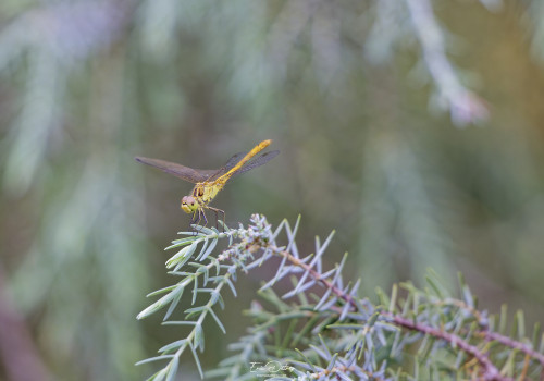 sympetrum meridionale sympetrum meridional male 10 2 dxo sympetrum meridionale sympetrum meridional male 10 2 dxo