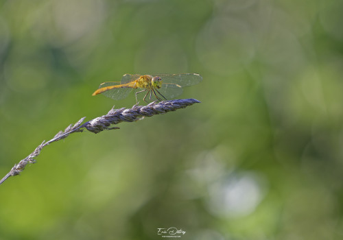 sympetrum meridionale sympetrum meridional male 10 dxo sympetrum meridionale sympetrum meridional male 10 dxo