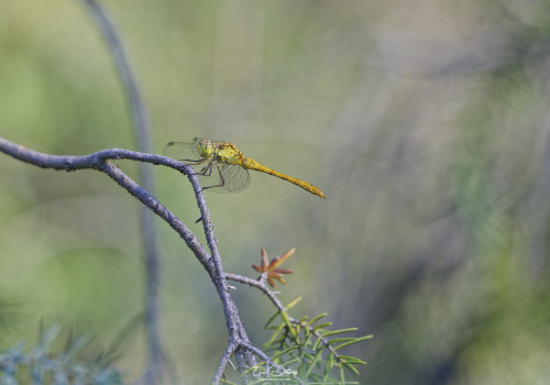 sympetrum meridionale sympetrum meridional male 19 dxo sympetrum meridionale sympetrum meridional male 19 dxo