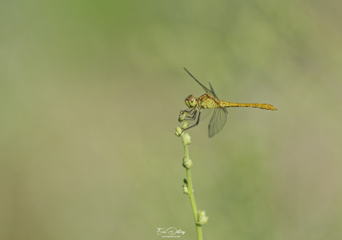 sympetrum meridionale sympetrum meridional male 23 dxo sympetrum meridionale sympetrum meridional male 23 dxo