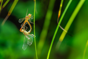 sympetrum meridionale le sympetrum meridional coeur copulatoire sympetrum meridionale le sympetrum meridional coeur copulatoire
