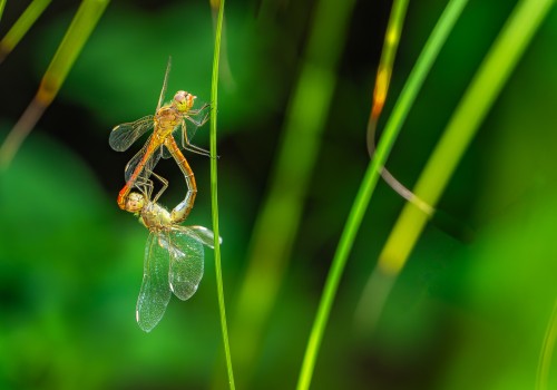 sympetrum meridionale  le sympetrum meridional  coeur copulatoire