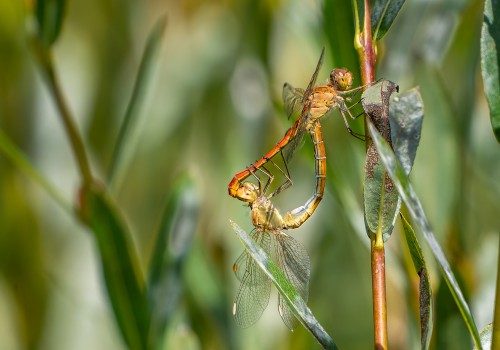 sympetrum meridionale  le sympetrum meridional  coeur copulatoire