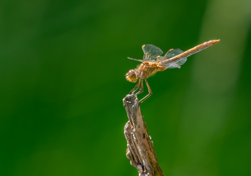 sympetrum meridionale  le sympetrum meridional  femelle 10