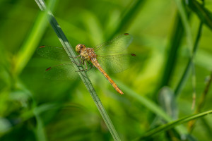 sympetrum meridionale le sympetrum meridional femelle sympetrum meridionale le sympetrum meridional femelle