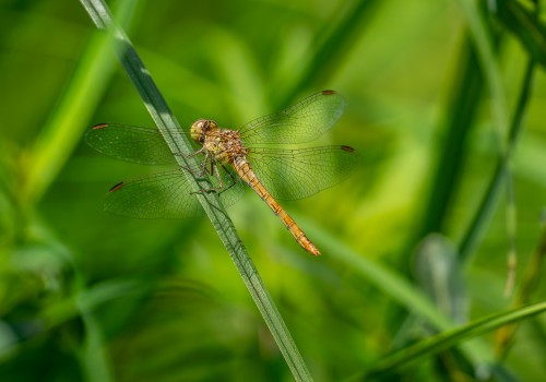 sympetrum meridionale  le sympetrum meridional  femelle
