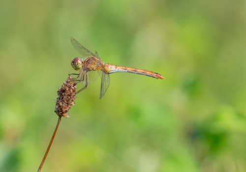 sympetrum meridionale  le sympetrum meridional  femelle
