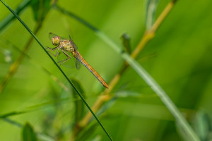 sympetrum meridionale le sympetrum meridional femelle sympetrum meridionale le sympetrum meridional femelle