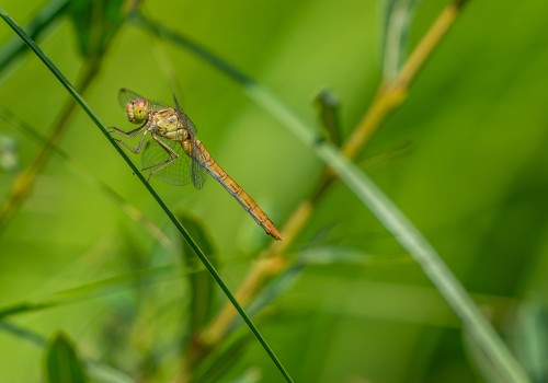 sympetrum meridionale  le sympetrum meridional  femelle