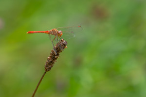 sympetrum meridionale le sympetrum meridional male 10 sympetrum meridionale le sympetrum meridional male 10