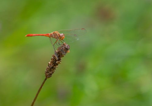 sympetrum meridionale  le sympetrum meridional  male 10