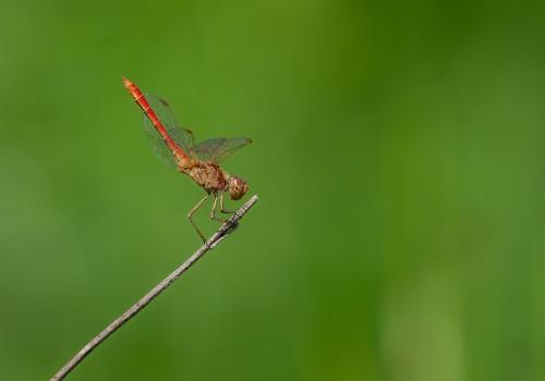 sympetrum meridionale  le sympetrum meridional  male
