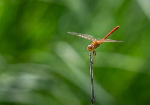 sympetrum meridionale  le sympetrum meridional  male