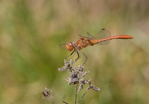 sympetrum meridionale  le sympetrum meridional  male