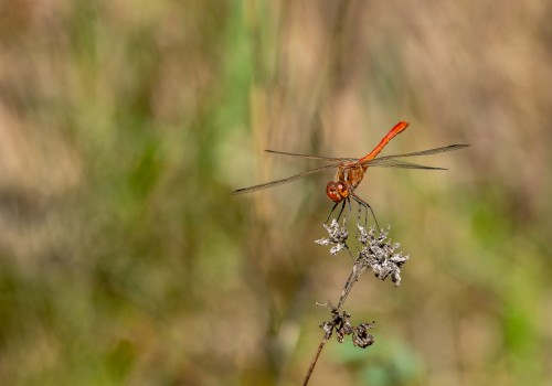 sympetrum meridionale  le sympetrum meridional  male