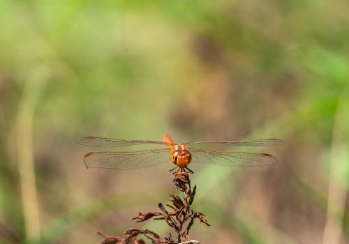 sympetrum meridionale  le sympetrum meridional  male
