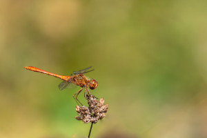 sympetrum meridionale le sympetrum meridional male sympetrum meridionale le sympetrum meridional male