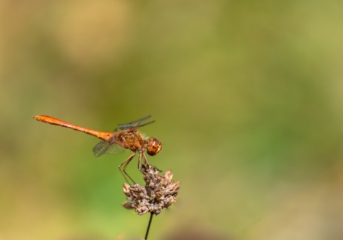 sympetrum meridionale  le sympetrum meridional  male