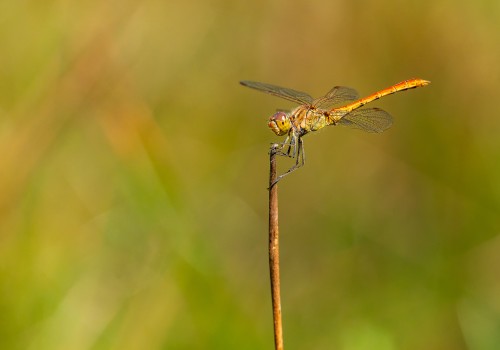 sympetrum meridionale  le sympetrum meridional  male