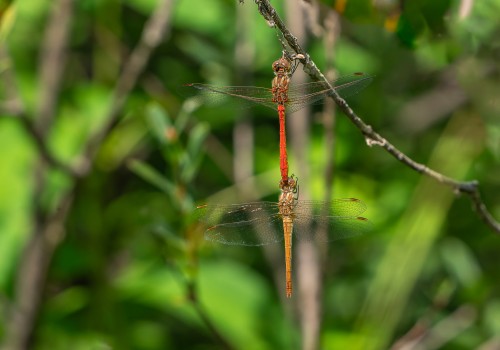 sympetrum meridionale  le sympetrum meridional  tandem