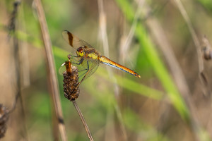 sympetrum pedemontanum sympetrum du piemont femelle sympetrum pedemontanum sympetrum du piemont femelle