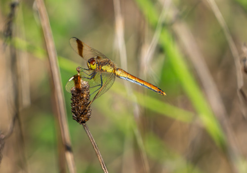 sympetrum pedemontanum   sympetrum du piemont femelle
