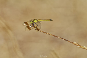 sympetrum pedemontanum sympetrum du piemont femelle 13 dxo sympetrum pedemontanum sympetrum du piemont femelle 13 dxo