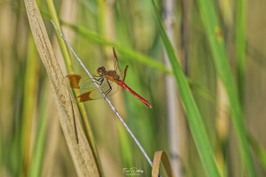 sympetrum pedemontanum sympetrum du piemont male 15 dxo sympetrum pedemontanum sympetrum du piemont male 15 dxo