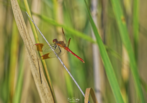 sympetrum pedemontanum sympetrum du piemont male 15 dxo sympetrum pedemontanum sympetrum du piemont male 15 dxo