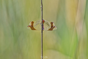 sympetrum pedemontanum sympetrum du piemont male 20 dxo sympetrum pedemontanum sympetrum du piemont male 20 dxo