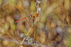 sympetrum pedemontanum sympetrum du piemont male 22 dxo sympetrum pedemontanum sympetrum du piemont male 22 dxo