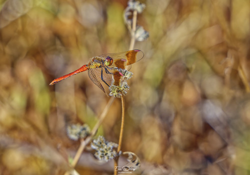 sympetrum pedemontanum sympetrum du piemont male 22 dxo sympetrum pedemontanum sympetrum du piemont male 22 dxo