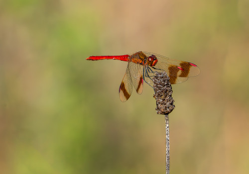 sympetrum pedemontanum   sympetrum du piemont male