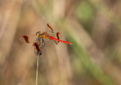 sympetrum pedemontanum   sympetrum du piemont male