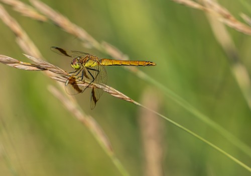 sympetrum pedemontanum  sympetrum du piemont  femelle