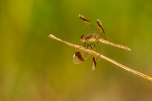 sympetrum pedemontanum sympetrum du piemont femelle sympetrum pedemontanum sympetrum du piemont femelle