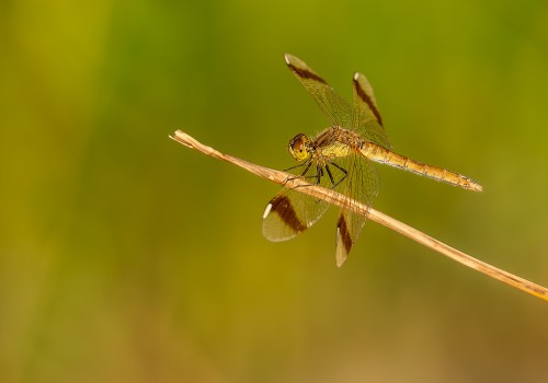 sympetrum pedemontanum  sympetrum du piemont  femelle
