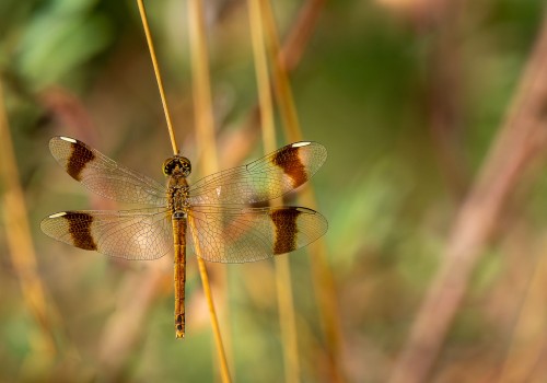 sympetrum pedemontanum  sympetrum du piemont  femelle