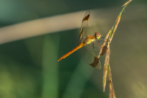 sympetrum pedemontanum sympetrum du piemont male 11 sympetrum pedemontanum sympetrum du piemont male 11