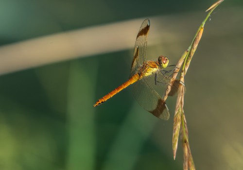 sympetrum pedemontanum  sympetrum du piemont  male 11