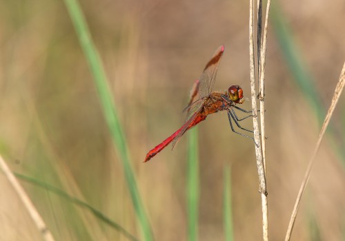 sympetrum pedemontanum  sympetrum du piemont  male