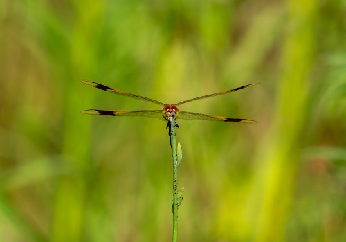 sympetrum pedemontanum  sympetrum du piemont  male