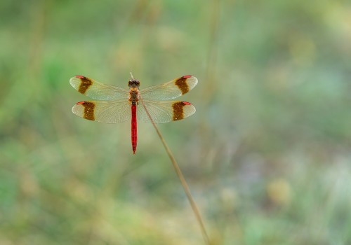 sympetrum pedemontanum  sympetrum du piemont  male