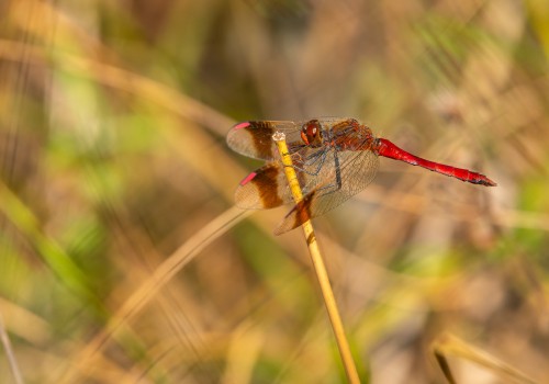 sympetrum pedemontanum  sympetrum du piemont  male